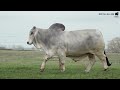 BRC Six Gun 328 - 2026 International Champion Brahman Bull at the Houston Livestock Show.