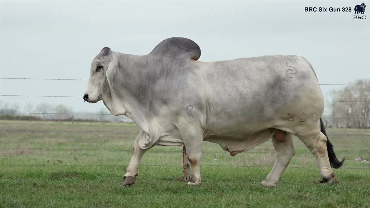 BRC Six Gun 328 - 2026 International Champion Brahman Bull at the