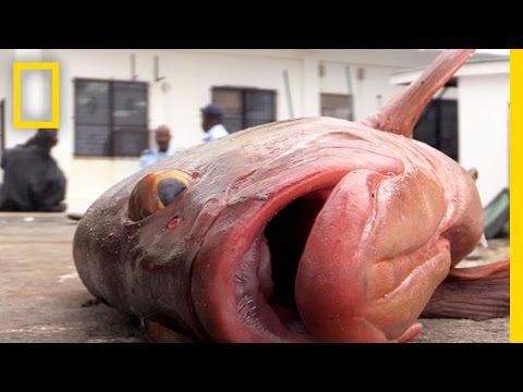Inside the Struggle to Save an Endangered Grouper Species | National Geographic