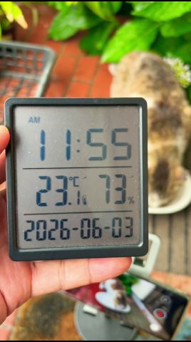【2026/6/3晝速報】臺風6號、みなさん大丈夫？風が少しおさまって親戚さんが來たよ！