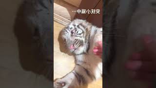 White Tiger, the bad cat caused trouble again today, Gong Wanwan_Edited