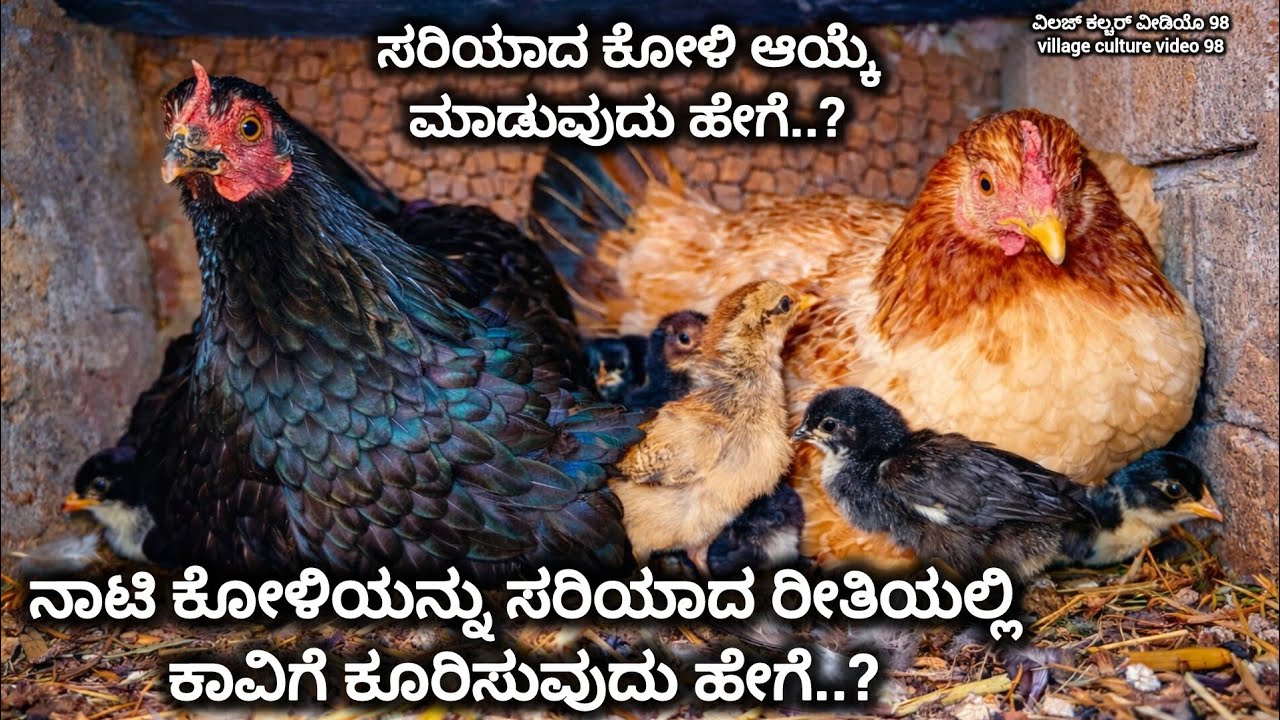 ನಾಟಿ ಕೋಳಿಯನ್ನು ಸರಿಯಾದ ರೀತಿಯಲ್ಲಿ ಕಾವಿಗೆ ಕೂರಿಸುವುದು ಹೇಗೆ..? | NAATI KOLI FARM IN KARNATAKA #naatikoli