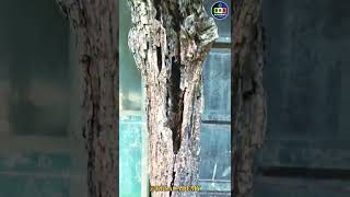 Tree Still Bearing Fruits