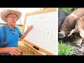 Joel Salatin Teaches Pasture Pigs (for Profit)