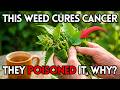 One of The Most Beneficial Plants on Earth. Destroys Breast Cancer Cells In a Lab. Grows Everywhere.