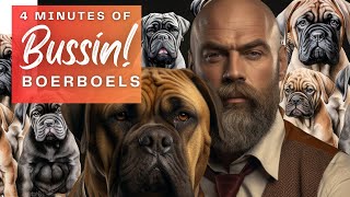 😎😎😎 Bussin Boerboels! 4 Minutes Straight #boerboels by Exotic Boerboels 1,088 views 3 months ago 3 minutes, 47 seconds