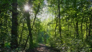 🌳 4K - Relaxing Nature Sounds, Forest Sounds, Bird Song