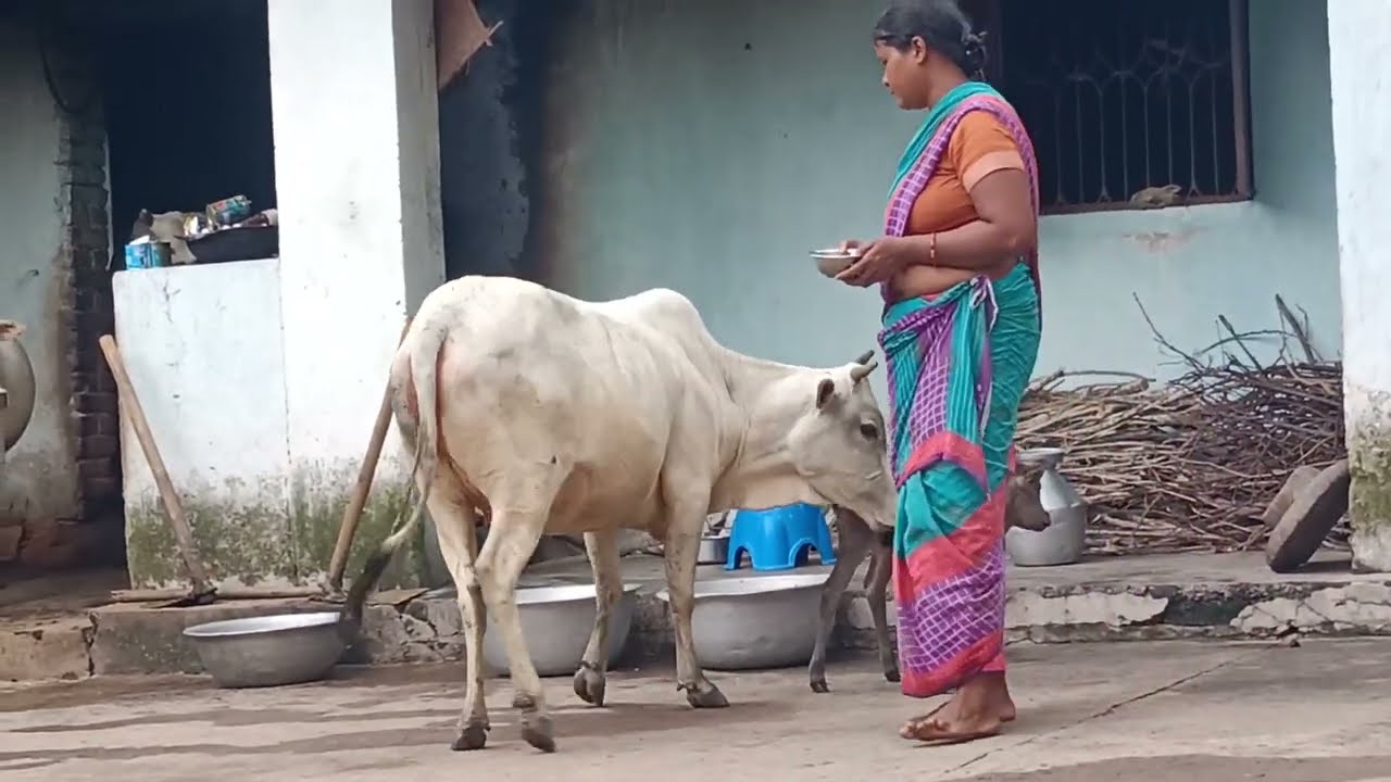 New Cow Videos | Bullock Lovers | 080 |