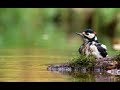 Pájaros  carpinteros, Todas las especies de estas bonitas aves.