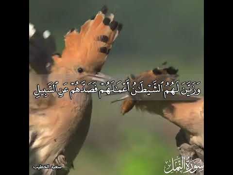 ألا يسجدوا لله الذي يخرج الخبء في السموات والارض سعيد الخطيب