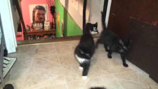 Kitten Stampede by zaccscats 2,704 views 9 years ago 16 seconds