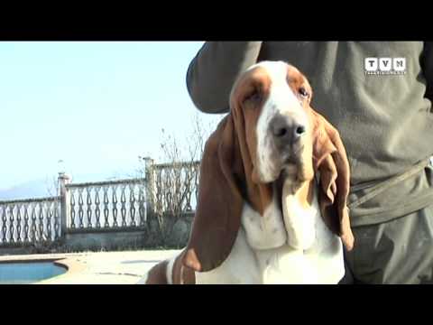 Video: Basset Hound Razza Di Cane Ipoallergenico, Salute E Durata Della Vita