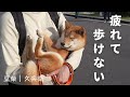 お散歩とドッグランに連れ回したら疲れて歩けなくなっちゃう豆柴ｗ｜mameshiba inu