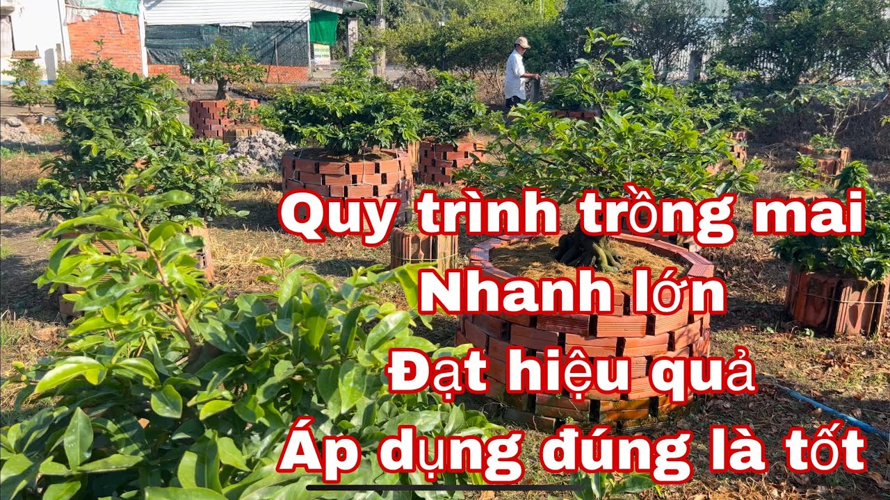 những cách trồng mai vàng nhanh lớn , nhanh tốt , lá đẹp , cành mập khỏe