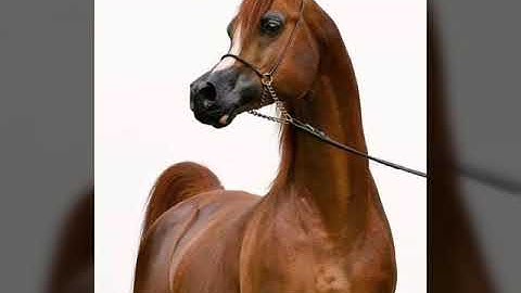 القرآن الكريم بصوت انس البراق تلاوة عطرة من سورة الإسراء