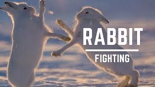 Rabbits Jumping and Playing