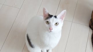 おうちで猫と運動タイム！あとちゅーるも！
