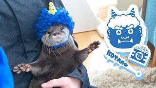 カワウソ コタロー　鬼に抱っこされる小鬼カワウソの節分　Kotaro the Otter  'Devils out!' Japanese Setsubun Festival