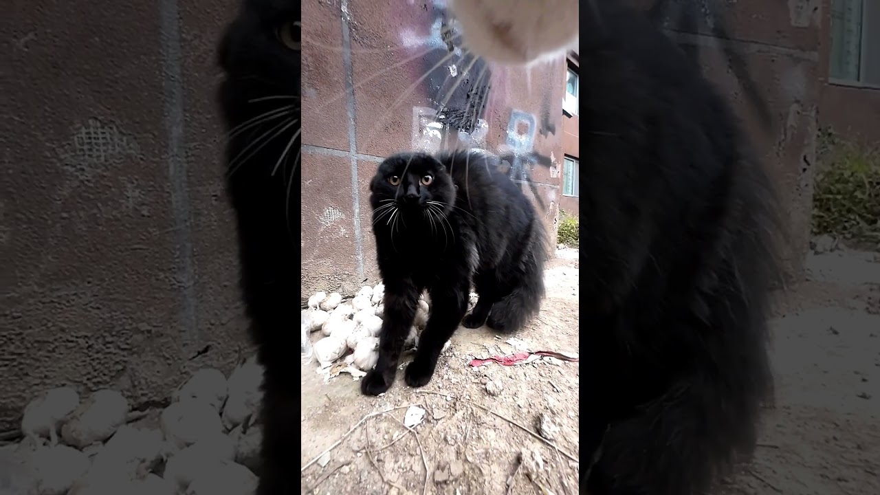 The cats startled by Maxwell#cats #funny