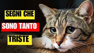 13 segni inconfondibili che il vostro gatto è davvero infelice | Non ignorateli mai