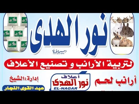 تعلم كيفية حقن الأرانب عضل 
