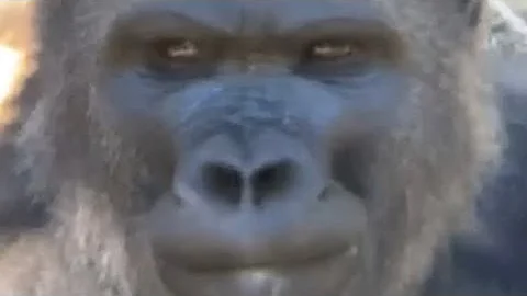 Gorilla 🦍 Winston family ゴリラウィンストン家族　サンディエゴサファリパーク