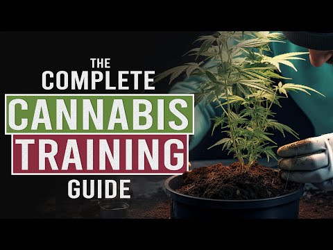 Grow BIGGER NUGS With Cannabis Stress Training!