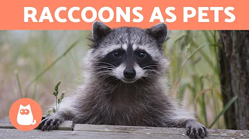 Are bananas bad for raccoons?