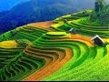 Wonderful Rice Terrace Fields in Mu Cang Chai - Vietnam