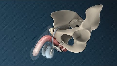 Animated Video for A.M.I. ATOMS System