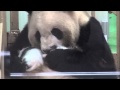 ジャイアントパンダ☆ふたごを抱っこする良浜ママ♪ Mother panda and twin baby pandas