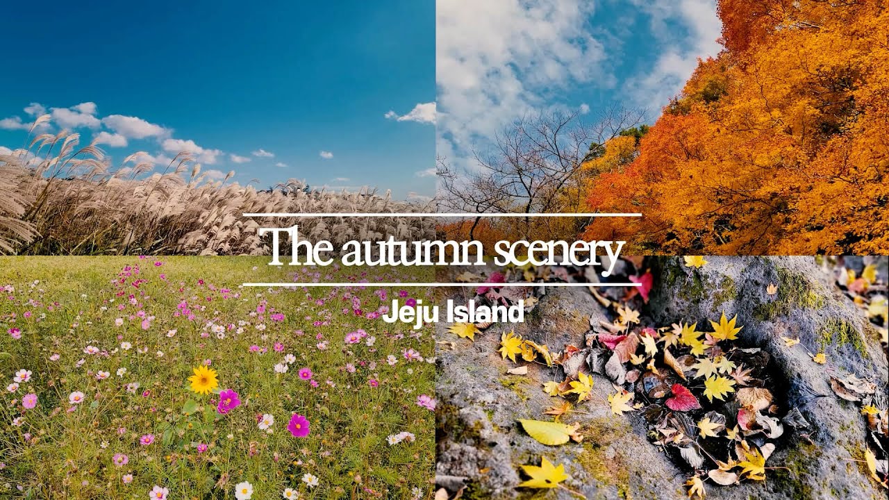 Jeju Island | The autumn scenery