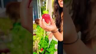 Ripened Strawberry | Spring Time #indianmominusa #spring2023 #gardening