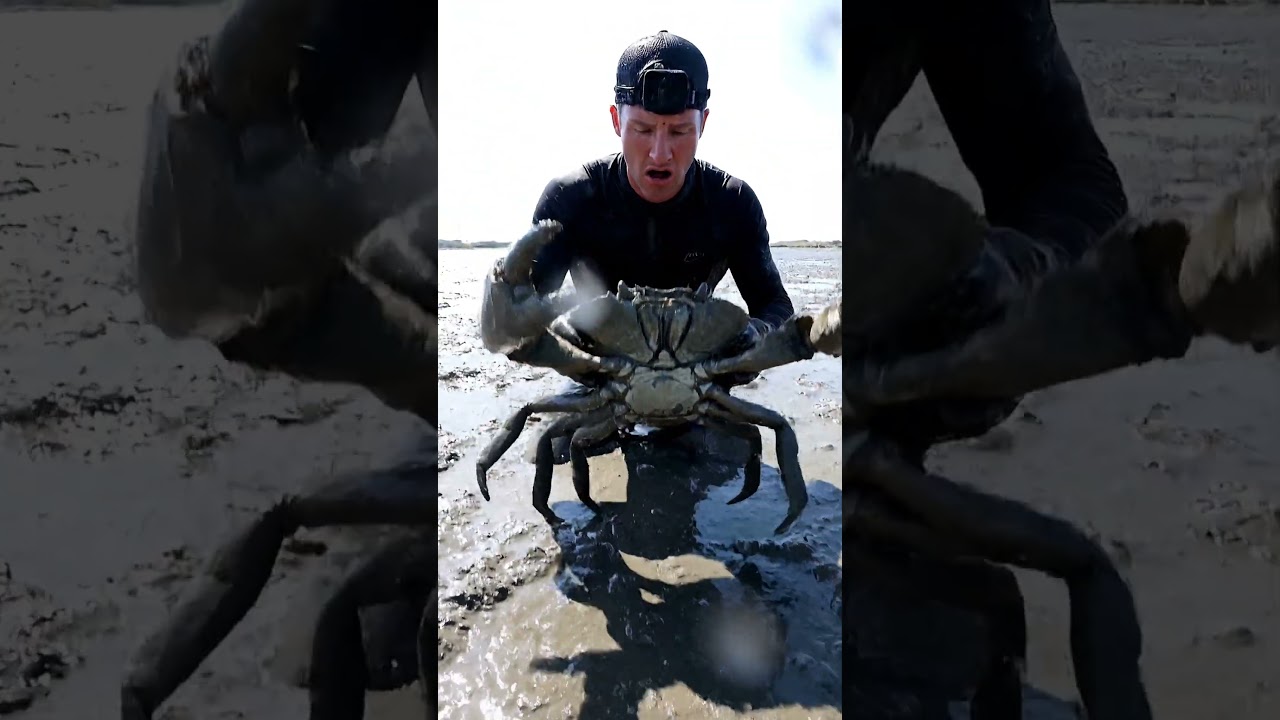 🦀 GIANT MUD CRAB - Catch 