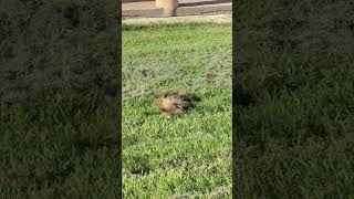 Dog Got Completely Covered in Green Rubbing Itself against Grass