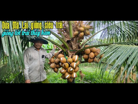 Video DỪA MÃ LAI SIÊU TRÁI CHÚ 3 ĐANG ĐỂ GIỐNG BÁN CHO BÀ... - youtube