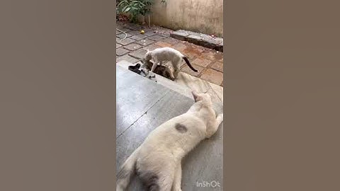 Kucing jantan adu argumen sengit dengan kucing betina | Kucing berkelahi | 40 |