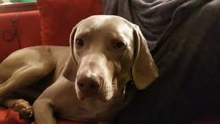 Tough Talk After A Rough New Years Party  Holder The Weimaraner 1/1/19