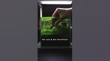 Thumbnail of A low tech carpet is possible #aquascaping #aquascapers #satisfying #satisfyingvideo #aquascape
