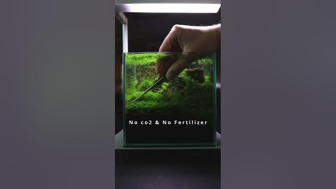 A low tech carpet is possible #aquascaping #aquascapers #satisfying #satisfyingvideo #aquascape
