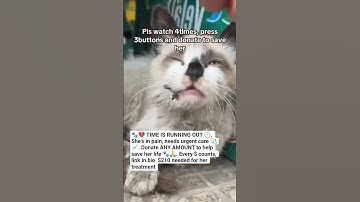 Donate ANY AMOUNT to help save her life 🐾🙏. Every $ counts, link in bio #kittyrescue#HelpThisDog