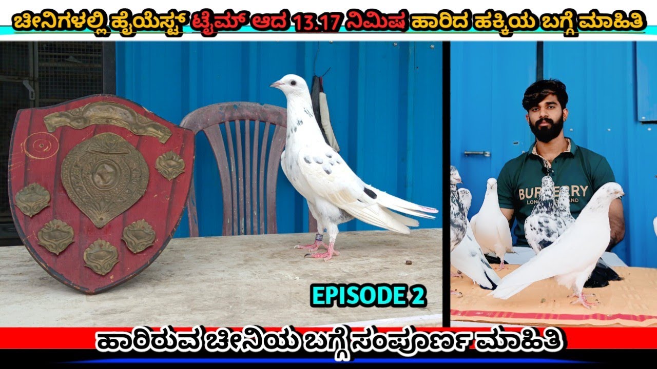 🕊️ಚೀನಿಗಳಲ್ಲಿ ಹೈಯೆಸ್ಟ್ ಟೈಮ್ ಆದ 13.17 ನಿಮಿಷ ಹಾರಿದ ಹಕ್ಕಿಯ ಬಗ್ಗೆ ಮಾಹಿತಿ 🔥 @hassanpigeon3878 