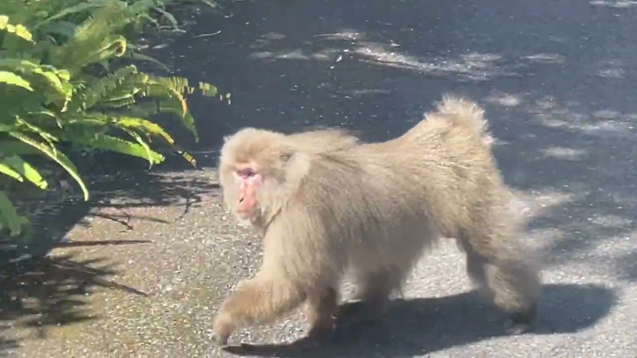 日本一周　釣りの旅　Day 113　屋久島編