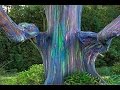 Rainbow Tree seed germination How to germinate rainbow eucalyptus deglupta mindanao gum tree Rainbow Tree seed germination How to germinate rainbow eucalyptus deglupta mindanao gum tree
