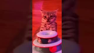 Funny Catscats cutecats foryou funnytiktok funnys usa funnyanimals fyp