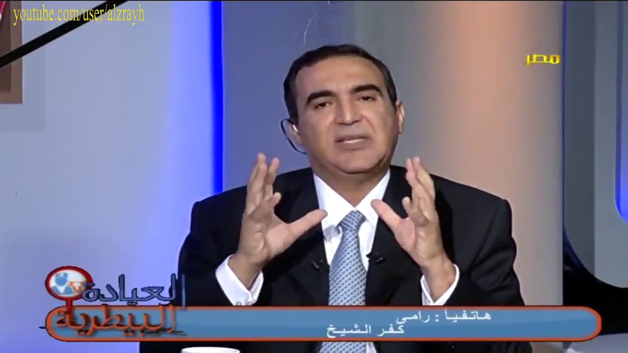 تركيب عليقة لبقرة عشار قبل الولادة باسبوعين