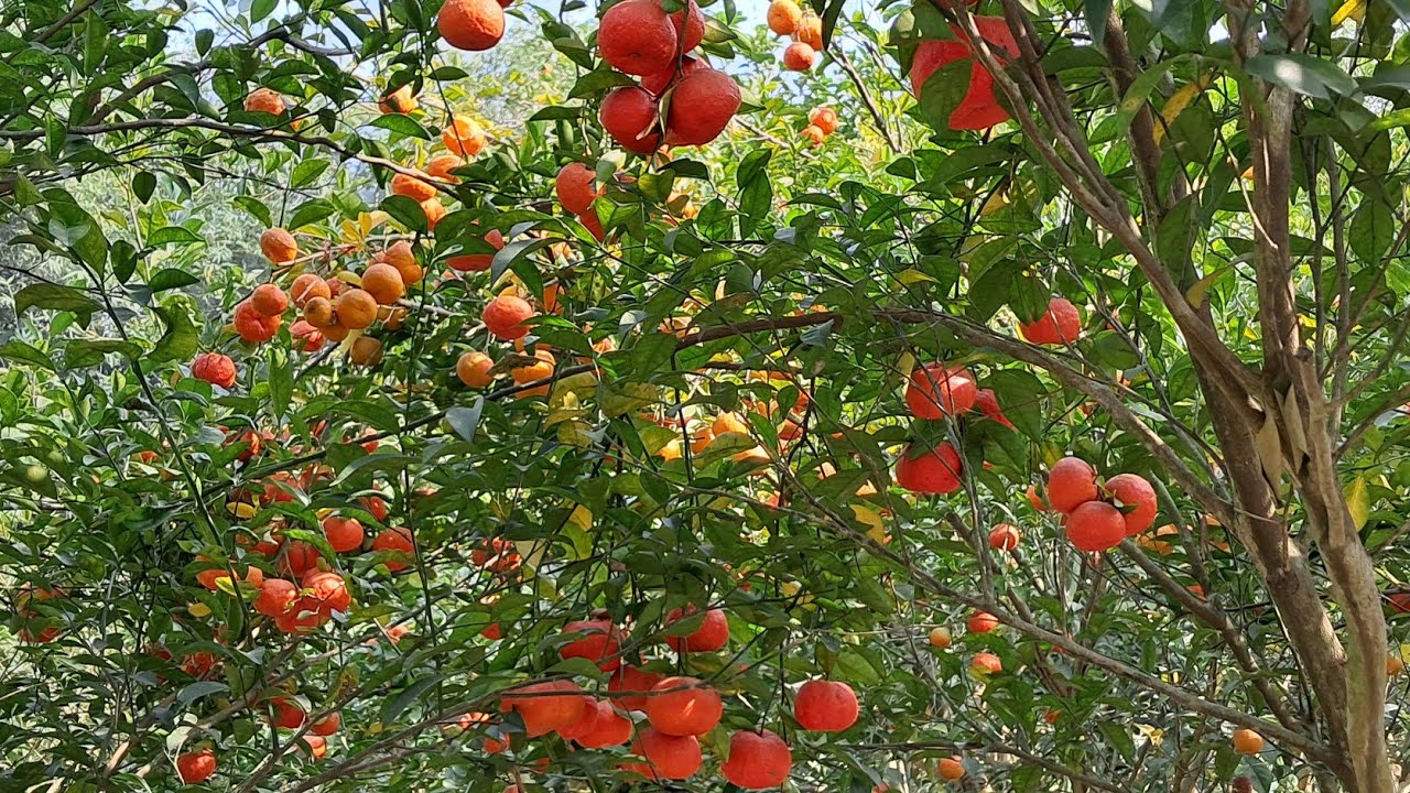 ওয়ান ডে উকেন্ডডে ট্রিপ 