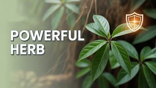 Anamu (Petiveria alliacea): Shocking Health Benefits & Uses!
