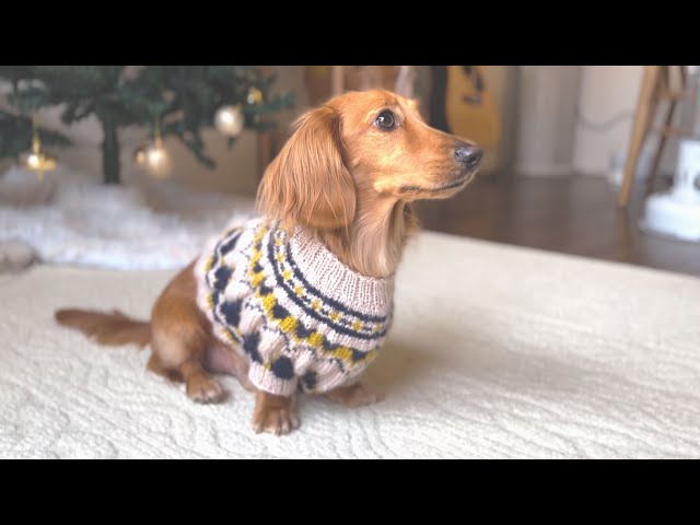 新しいニットが出来ました！【ミニチュアダックスフンド】 - YouTube