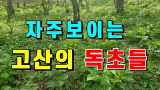 고산에서 자주보이는 독초 6종